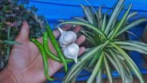 How to make organic pesticide at home | Chilli and garlic pesticide