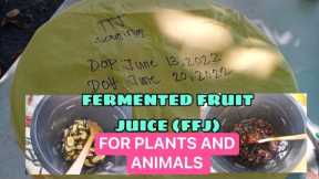 HOW TO MAKE FERMENTED FRUIT JUICE (FFJ) FOR PLANTS AND ANIMALS  #organic #fruit