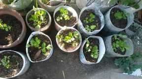 Application of the Fermented Fruit Juice