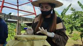 How to make Fermented Plant Juice (FPJ) and Fermented Fruit Juice (FFJ) Organic fertilizer