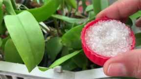 BEST FERTLIZER For ORCHIDS AND ALL PLANTS FAST GROWING🌺#najisworld #chemicalfertilizers #orchid