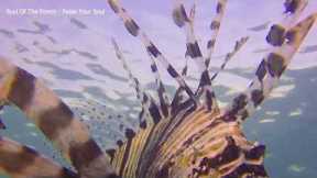 Relaxing With Chinese Bamboo Flute,Instrumental Music Collection Guzheng, Erhu  115