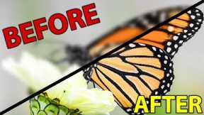 Close-up Photography Tutorial: Macro for Beginners!