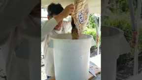 Creating Fermented Plant Juice - a natural fertilizer in Korean Natural Farming