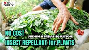 VLOG #51 NO COST JADAM HERBAL SOLUTION (INSECT REPELLANT) | KOREAN NATURAL FARMING