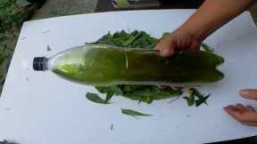 Organic Insecticide Using Neem Leaves (English Subtitle)