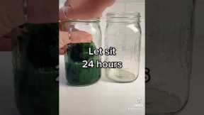 American beauty berry insect repellent #organic #herbalife #garden #plants #gardening #growfood