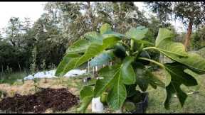 Food Forest Installation. Natural Farming & Permaculture Techniques for polyculture farm and garden.