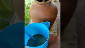 How to make Fermented Plant Juice using Kangkong plants by AtePipzVlog