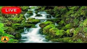 🔴 Relaxing Music 24/7, Stress Relief Music, Sleep Music, Meditation Music, Study, Flowing River