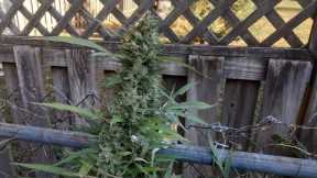 How to Make Juicy Buds? Fermented Fruit Juice (FFJ-JADAM method) The Grow Variety Show ep.161