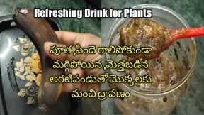 Fruit Ferment juice for Plants| Summer Fertilizer for Plants| Banana, Jaggery Juice for Plants| FFJ