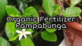 HOW TO MAKE FERMENTED FRUIT JUICE/Organic Fertilizer