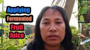 Fermented Fruit Juice Application On Plants