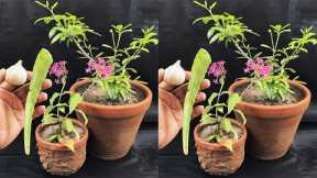 How to make natural pesticide using garlic and aloe vera | Best pesticide for plants