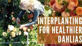 Interplanting our dahlias to help with pests and soil problems!
