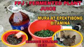 HOW TO MAKE FERMENTED PLANT JUICE | LOW COST VITAMINS FOR OUR RHODE ISLAND RED