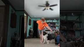 Mini training session with 11.5 year old Australian shepherd.