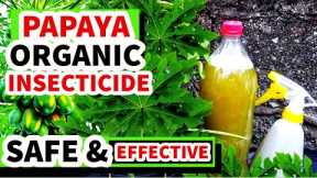 PAANO GUMAWA NG PAPAYA PESTICIDE SPRAY | ORGANIC PESTICIDE FROM PAPAYA LEAVES