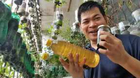 HOW TO MAKE NEEM OIL, TEA & JUICE: ORGANIC PESTICIDE CONTROL HUNDREDS OF INSECTS (with ENG subs)