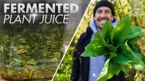 How to make Plant Base Fertilizer | FPJ | Natural Farming