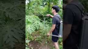 Spraying (FFJ)Fermented Fruit Juice/Potassium for the plants #organic