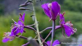 Guided Meditation: Listening to Our Heart - Tara Brach