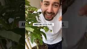 How to Keep Gnats Away from Plants | creative explained