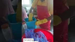 Harvesting Fermented Fruit Juice. (FFJ) for plants and fruits organic fertilizer.