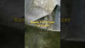 fruit fermented fertilizer for rapid growth in plants@nimmigardening164