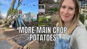 MORE MAIN CROP POTATOES! / ALLOTMENT GARDENING FOR BEGINNERS