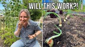 IS THIS CRAZY? / ALLOTMENT GARDENING FOR BEGINNERS