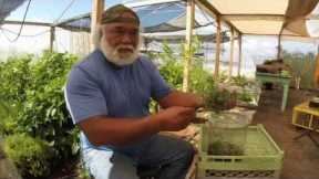 Alika Atay Teaches How to Make Fermented Plant Juice