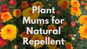 Plant Mums for Natural Pest Repellent 🐛 🐞 🪳