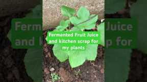 Fermented fruit juice and kitchen scraps for my plants #tinyhouse #countryhome #organicgardening