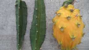 FREDDIE'S FARM (NAIROBI) UPDATE: DRAGON FRUITS AND OTHER PLANTS: ORGANIC AGRICULTURE