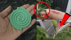 Magic Ingredients | The Most Powerful Organic Pesticide Mixture | MOON MAKER