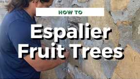 How To Install An Espalier Cordon Trellis System For Fruit Trees