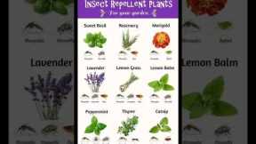 Natural Insect Repellent #viral  #shorts #mosquitoes  #gardening #naturalremedy