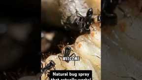 DIY Citrus Bug Spray to Keep Pests Away!