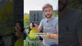 Natural solution to treat your plants 🌿 from aphids & bugs 💚 #gardening #garden  #pestcontrol