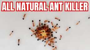 How To Make An All Natural Ant Killer | 2 Ingredients