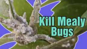 How to Kill Mealy Bugs, We declare War