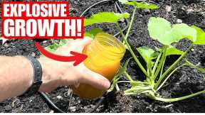 Even Dead And Diseased Plants Have Instant Growth | Simple Kitchen Remedy!