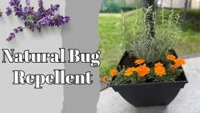 DIY Mosquito Repellent Planter: Top Plants to Naturally Keep Bugs Away!