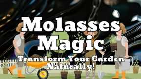 Molasses Magic: Transform Your Garden Naturally!