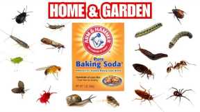 How To Turn Baking Soda Into A Powerful Pesticide For Home & Garden