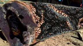 Scary, This Wood 50 Years Becomes a Time Bomb to Sawmill