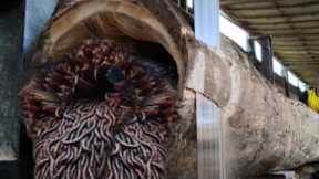 Shocking Allegedly Nest Animal Discovery In Sawmill Teak wood