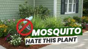 10 Powerful Plants That Keep Mosquitoes Away Naturally 🦟🌿